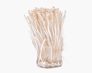 Enoki mushroom, Golden needle mushroom isolated in white background