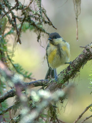 Great tit