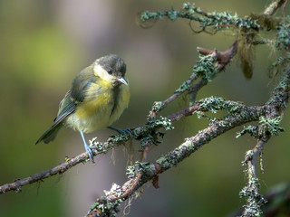 Great tit