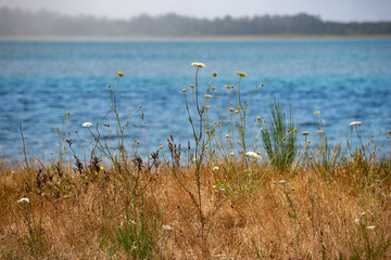 roadside wildflowers overlooking a cove in the pacific ocean along the northern oregon coast in the pacific northwest in coastal oregon usa