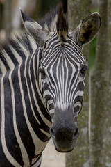 Fototapeta na wymiar Zebra on dark background. Black and white image
