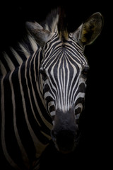 Fototapeta na wymiar Zebra on dark background. Black and white image
