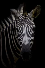 Gardinen Zebra auf dunklem Hintergrund. Schwarzweißbild © art9858