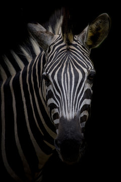 Zebra on dark background. Black and white image