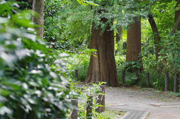 森林の散歩道