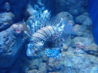 Naklejka na ściany i meble lionfish in a reef