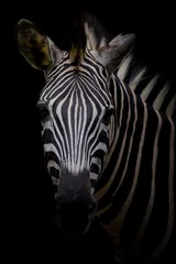 Tuinposter Zebra op donkere achtergrond. Zwart-wit afbeelding © art9858