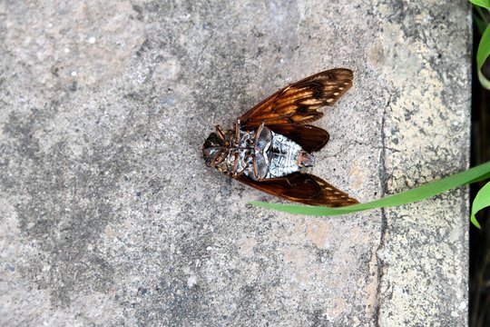 アブラゼミ