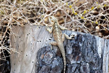 Cyprus wild lizard