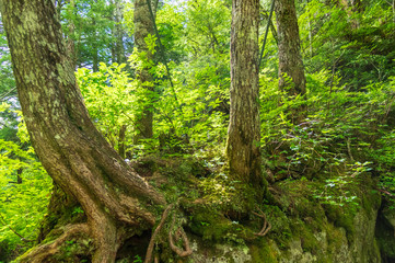 乗鞍高原　三本滝