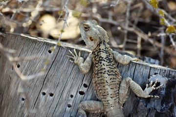 Cyprus wild lizard