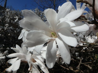 Fototapeta na wymiar traumhafte Blüten im Frühjahr, weiß