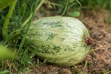 fresh squash in the garden