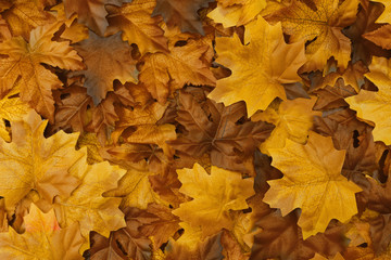 Naklejka na ściany i meble Golden autumn background with fall leaves