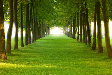 solar alley of green trees