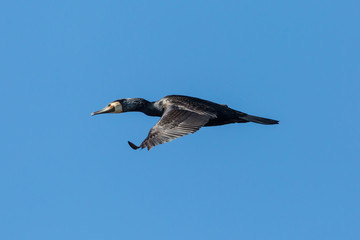 flying great cormorant bird (phalacrocorax carbo), blue sky, spread wings