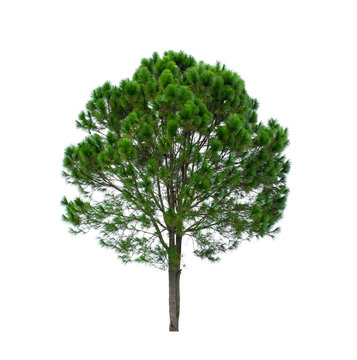 Isolated tree on white background