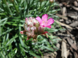 traumhafte kleine Blüte, pink, Makro, Blütenstaub