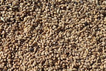 lots of delicious cereal drying to be ground