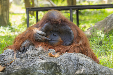 Cute animal world,Orangutan (Pongo)