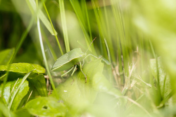 Nezara viridula in the grass.