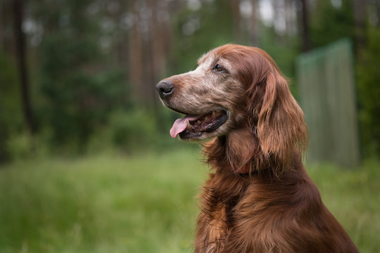 old irish setter potrait