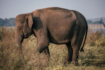 wild elephant bull