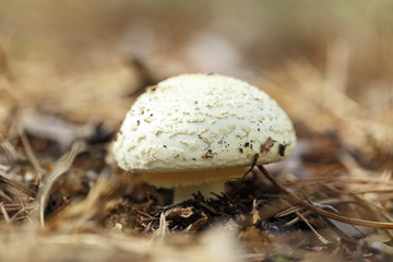 pale toadstool in the woods