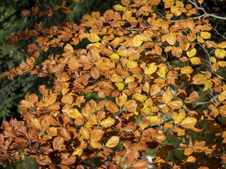 Les feuilles aux couleurs d'automne