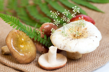 Forest mushrooms on sacking. Close-up.