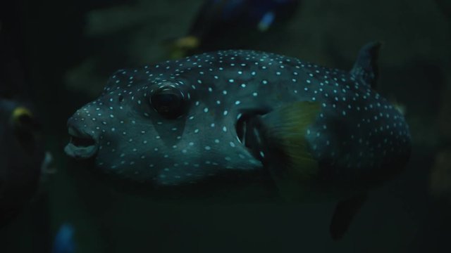 Animaux Sauvages