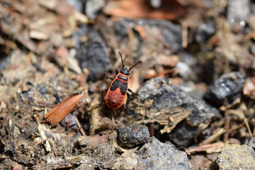 Larva of Pyrrhocoris apterus insect