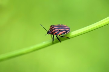 Graphosoma lineatum, family Pentatomidae