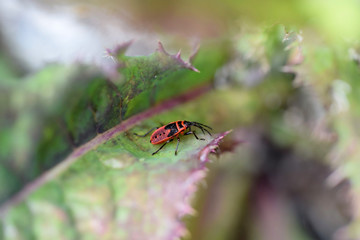 Larva of Pyrrhocoris apterus insect