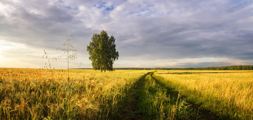 Панорама сельского поля с пшеницей, одинокой березой и грунтовой дорогой на закате, Россия
