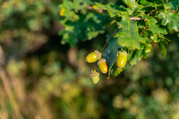 Petits glands sur son arbre le chêne © Olivier Piéton