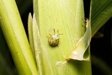 Nezara viridula vegetable pest on corn crop.