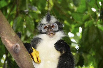 Thoma's langur monkey