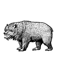 Fototapeta na wymiar A vintage bear illustration isolated on white background