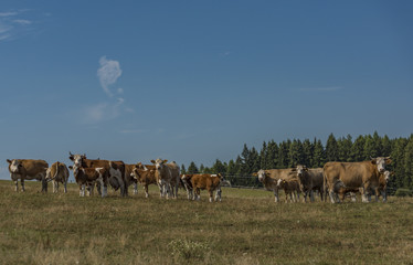 Cows and bulls running over pasture land