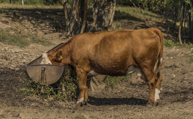 Thirsty cow drinking in hot summer day