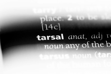 tarsal