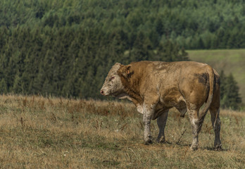 Old bull on dry pasture land in hot summer day