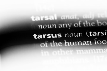 tarsus