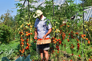 farmer collects tomato crops