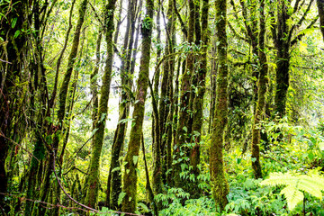 Fototapeta na wymiar Rain forest with trees