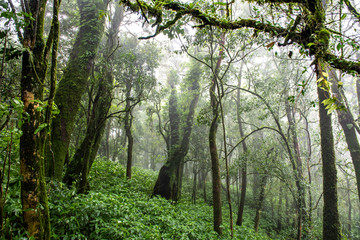 Rain forest with trees