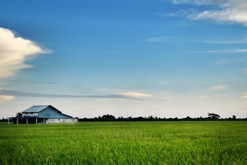 Fototapeta na wymiar Landscape view of paddy fields,house and dramatic blue sky.