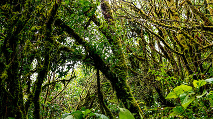 Rain forest with trees