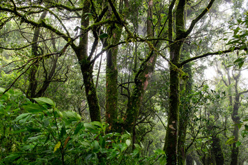 Fototapeta premium Rain forest with trees